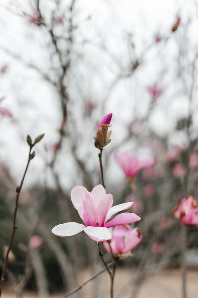 Rosa Magnolienblüten Blühen Aus Nächster Nähe Schöne Zarte Rosa Blumen — Stockfoto
