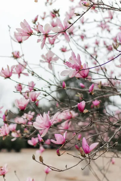 Die Rosa Magnolie Blüht Garten Große Rosa Blumen Blühen Auf — Stockfoto