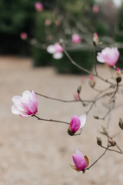 Die Rosa Magnolie Blüht Garten Große Rosa Blumen Blühen Auf — Stockfoto