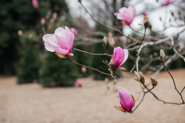 Ροζ Μανόλια Ανθίζει Στον Κήπο Μεγάλα Ροζ Λουλούδια Ανθίζουν Στο — Φωτογραφία Αρχείου