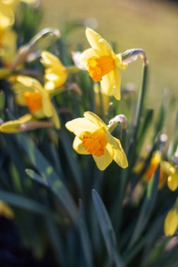 Parlak güneşli bir günde sarı nergisler yakın çekim yapar. Sarı çiçeklerin güneş ışığında, arka planda çekilmiş fotoğrafları. Narcissus.