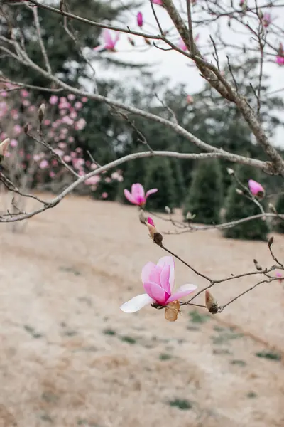 Die Rosa Magnolie Blüht Garten Große Rosa Blumen Blühen Auf — Stockfoto