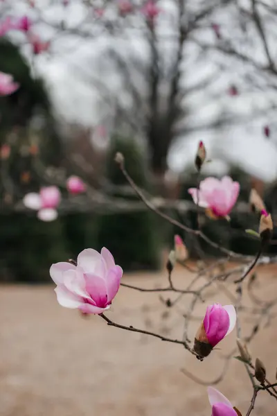 Die Rosa Magnolie Blüht Garten Große Rosa Blumen Blühen Auf — Stockfoto