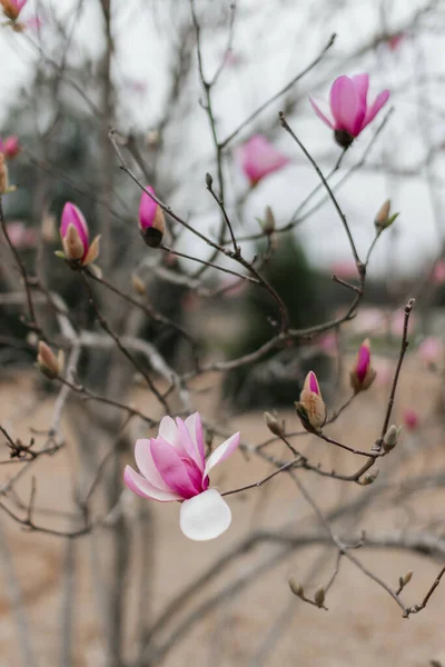Magnolia Rosa Sboccia Sul Giardino Grandi Fiori Rosa Stanno Fiorendo — Foto Stock