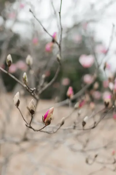 Die Rosa Magnolie Blüht Garten Große Rosa Blumen Blühen Auf — Stockfoto