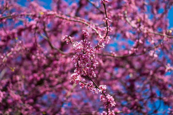 Eastern Redbud Tree Cercis Canadensis Blossoms Spring Time Judas Tree — Stock Photo, Image