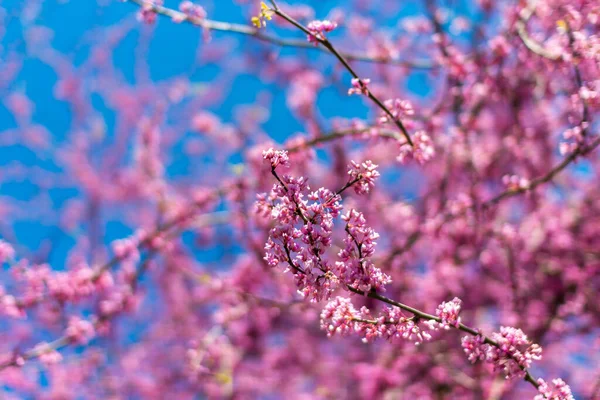 Wschodnie Drzewo Czerwone Cercis Canadensis Kwitnie Wiosną Judasz Drzewo Kwitnie — Zdjęcie stockowe