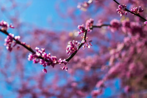 Wschodnie Drzewo Czerwone Cercis Canadensis Kwitnie Wiosną Judasz Drzewo Kwitnie — Zdjęcie stockowe