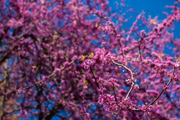 Doğu kırmızı tomurcuk ağacı (Cercis canadensis) bahar zamanı çiçek açar. Yehuda ağacı çiçek açıyor, pembe çiçekler mavi gökyüzüne ve mor bokeh arka planına kapanıyor.