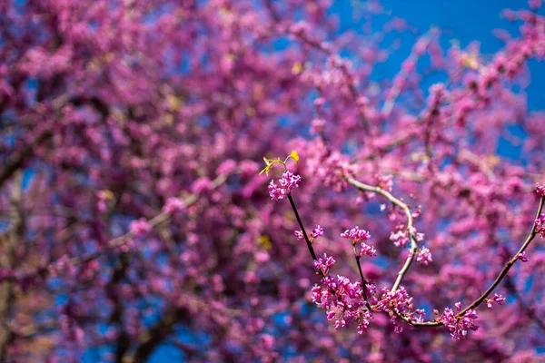 Doğu kırmızı tomurcuk ağacı (Cercis canadensis) bahar zamanı çiçek açar. Yehuda ağacı çiçek açıyor, pembe çiçekler mavi gökyüzüne ve mor bokeh arka planına kapanıyor.
