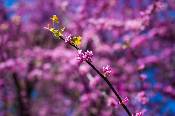 Alberi Boccioli Rossi Orientali Cercis Canadensis Fioriscono Primavera Albero Giuda — Foto Stock