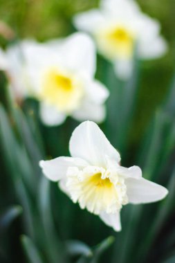 Parlak güneşli bir günde yeşil arka planda beyaz nergisler. Beyaz çiçeklerin resimleri kapanıyor. Yeşil bokeh arka planında beyaz narsisli