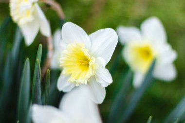 Parlak güneşli bir günde yeşil arka planda beyaz nergisler. Beyaz çiçeklerin resimleri kapanıyor. Yeşil bokeh arka planında beyaz narsisli