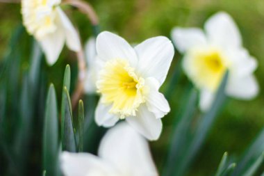 Parlak güneşli bir günde yeşil arka planda beyaz nergisler. Beyaz çiçeklerin resimleri kapanıyor. Yeşil bokeh arka planında beyaz narsisli