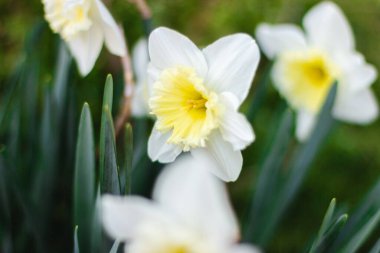 Parlak güneşli bir günde yeşil arka planda beyaz nergisler. Beyaz çiçeklerin resimleri kapanıyor. Yeşil bokeh arka planında beyaz narsisli