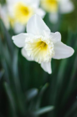 Parlak güneşli bir günde yeşil arka planda beyaz nergisler. Beyaz çiçeklerin resimleri kapanıyor. Yeşil bokeh arka planında beyaz narsisli