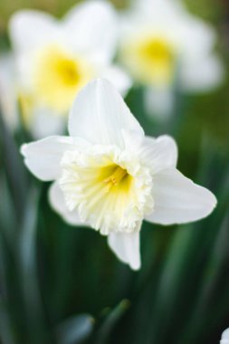 Parlak güneşli bir günde yeşil arka planda beyaz nergisler. Beyaz çiçeklerin resimleri kapanıyor. Yeşil bokeh arka planında beyaz narsisli