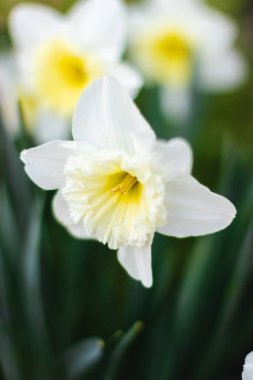Parlak güneşli bir günde yeşil arka planda beyaz nergisler. Beyaz çiçeklerin resimleri kapanıyor. Yeşil bokeh arka planında beyaz narsisli