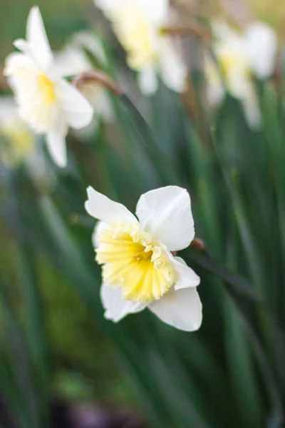 白色水仙花的特写在明亮的阳光明媚的绿色背景上 白色花朵的照片非常接近 浅绿色背景下的白色水仙 — 图库照片