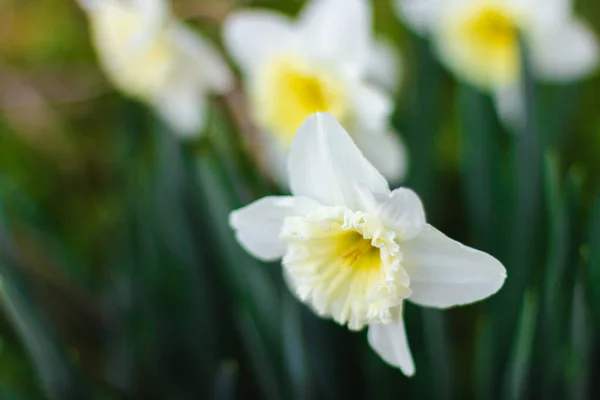 Narcisos Blancos Cerca Día Soleado Brillante Sobre Fondo Verde Fotos —  Fotos de Stock