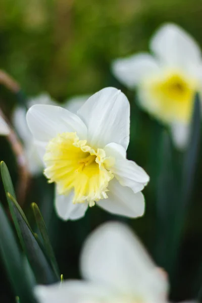 Witte Narcissen Close Een Heldere Zonnige Dag Groene Achtergrond Foto — Stockfoto