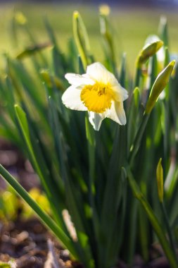 Parlak güneşli bir günde yeşil arka planda beyaz nergisler. Beyaz çiçeklerin resimleri kapanıyor. Yeşil bokeh arka planında beyaz narsisli