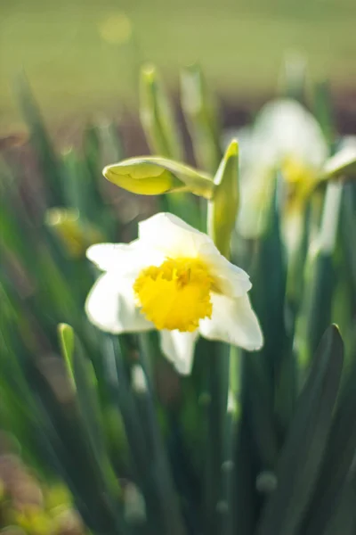 Белый Нарцисс Крупным Планом Яркий Солнечный День Зеленом Фоне Фотографии — стоковое фото