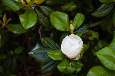 Büyük, kremsi beyaz bir güney manolya çiçeği bir ağacın parlak yeşil yapraklarıyla çevrilidir. Beyaz taç yaprakları yakın.