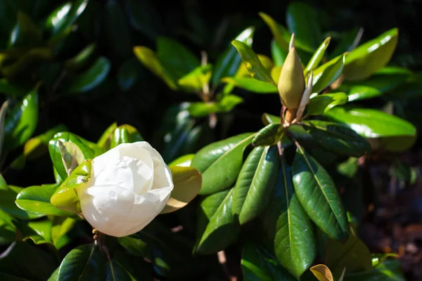 Eine Große Cremeweiße Südliche Magnolienblüte Ist Von Glänzend Grünen Blättern — Stockfoto
