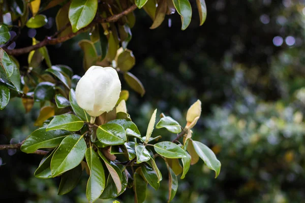 緑の葉の間に白い大きなマグノリアの美しい芽がクローズアップされます 雨の後の水の滴で南部の白い花 — ストック写真