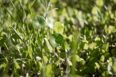 Yeşil yaz arkaplanı ve güzel sanat eserleri. Yuvarlak yapraklı yeşil bitki güneş ışığında