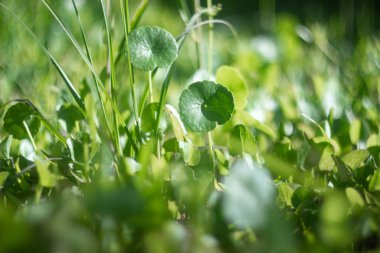 Yeşil yaz arkaplanı ve güzel sanat eserleri. Yuvarlak yapraklı yeşil bitki güneş ışığında