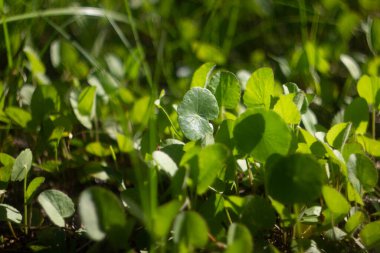 Yeşil yaz arkaplanı ve güzel sanat eserleri. Yuvarlak yapraklı yeşil bitki güneş ışığında