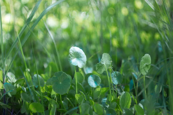 Green summer background with beautiful art bokeh.  Green plant with round leaves close-up in the sunshine