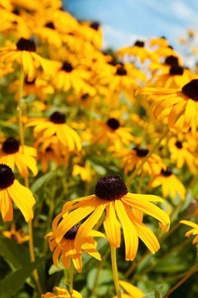 Mavi gökyüzünde sarı çiçekler