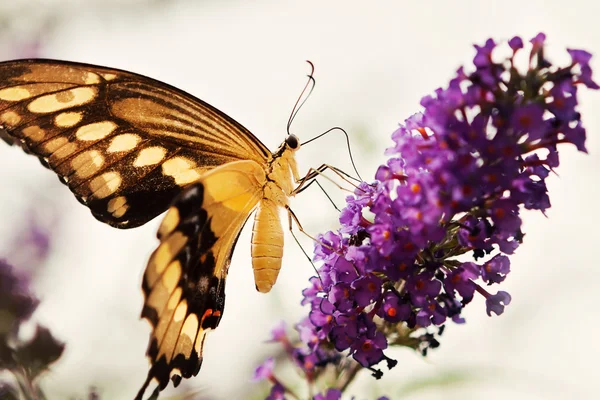 Mariposa amarilla y negra —  Fotos de Stock