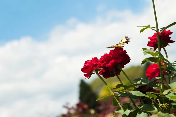 Butterfly on kırmızı bir gül