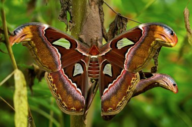 Tropikal attacus atlas
