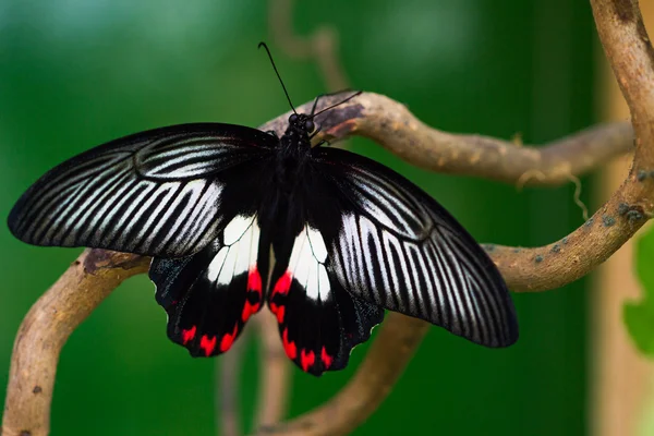 Tropikal kelebek hayat