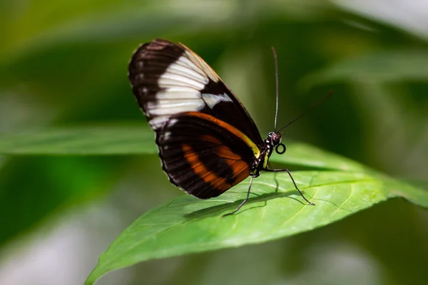 Cydno longwing motyl — Zdjęcie stockowe