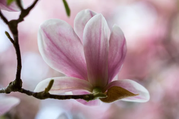 Magnolia en el jardín — Foto de Stock