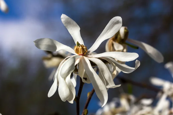 Vit magnolia blomma — Stockfoto