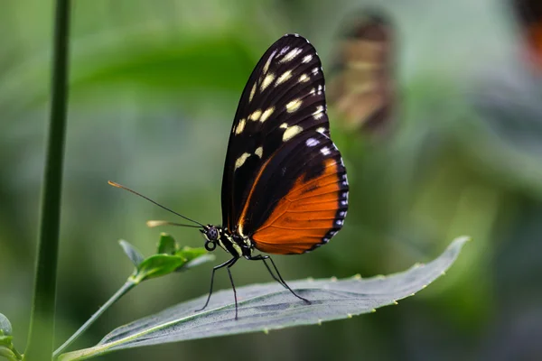 Tiger longwing butterfly — Stock Photo, Image