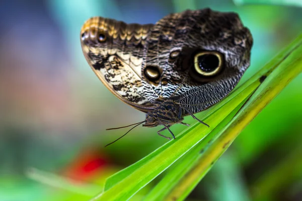 Borboleta de coruja tropical — Fotografia de Stock