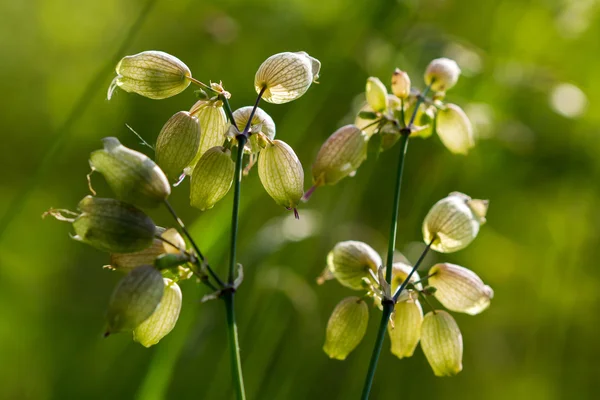 Grön Sommaräng — Stockfoto