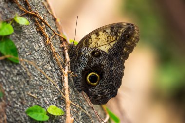 Yavaş tropikal yaşam