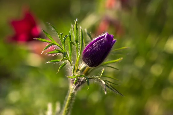 Sasanka Wiosenny kwiat — Zdjęcie stockowe