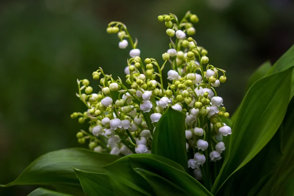 Lily do vale — Fotografia de Stock