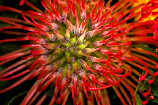 Leucospermum egzotikus virág — Stock Fotó