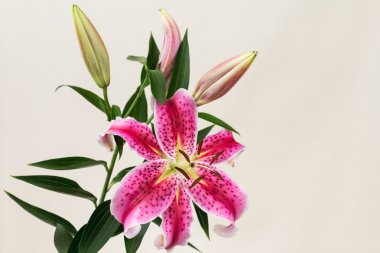 pembe lilyum çiçeği